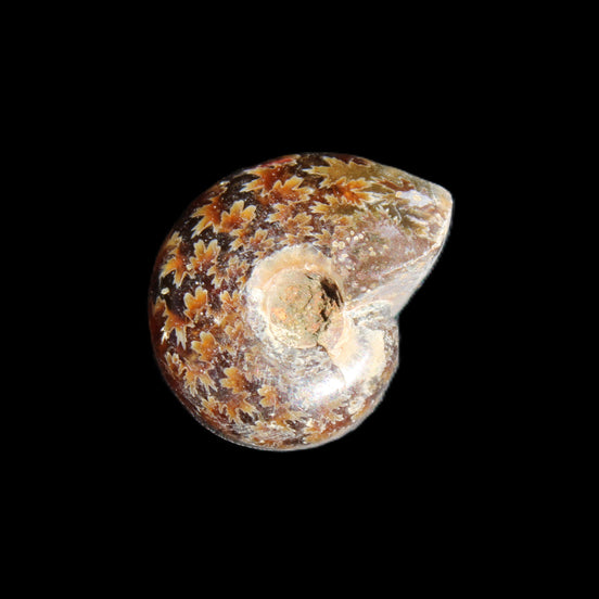 Jurassic Iridescent Ammonite from Madagascar 17-21mm 3/4g in sunlight - Rocks and Things Store