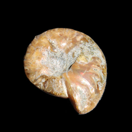 Jurassic Iridescent Ammonite from Madagascar 17-21mm 3/4g in sunlight - Rocks and Things Store
