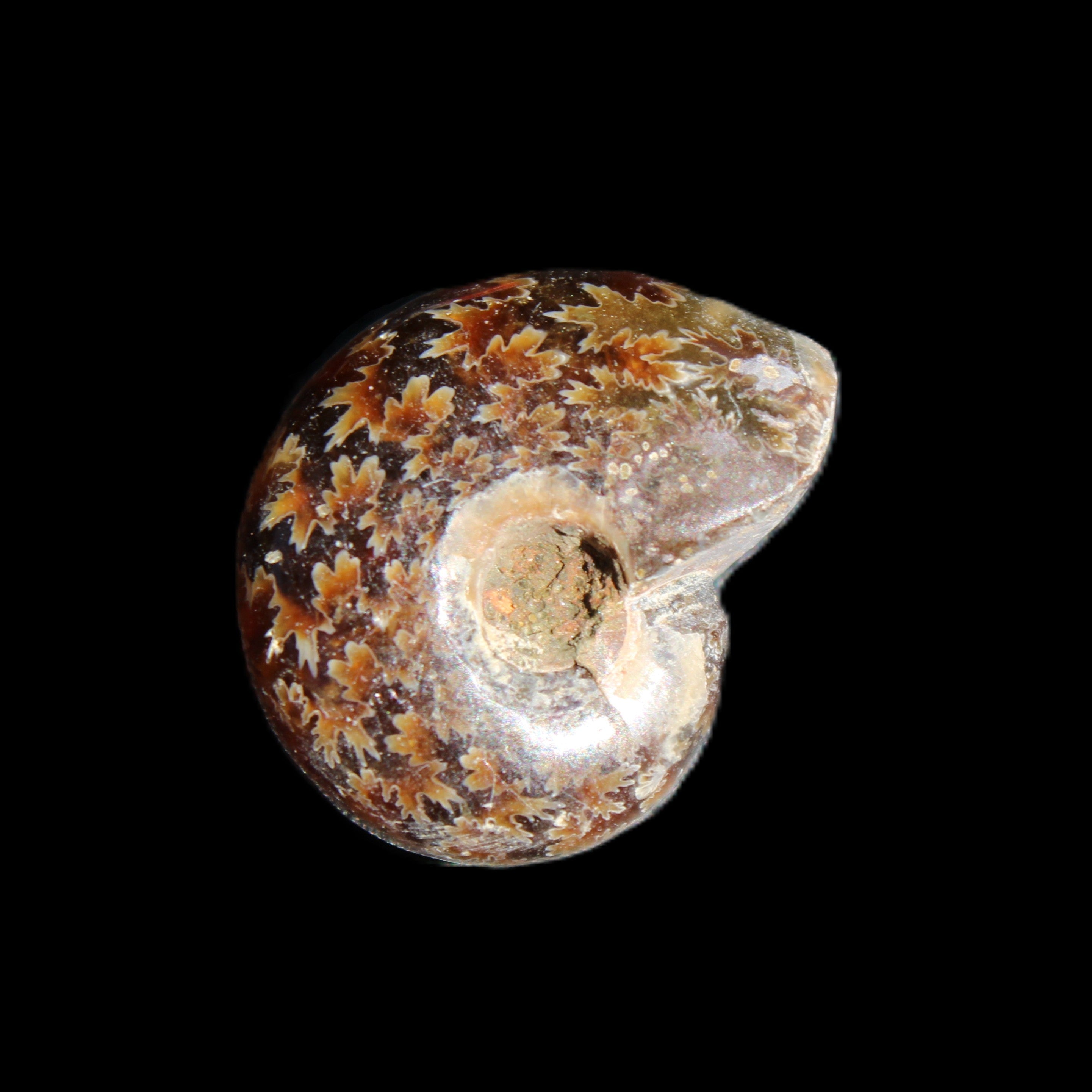 Jurassic Iridescent Ammonite from Madagascar 17-21mm 3/4g in sunlight - Rocks and Things Store