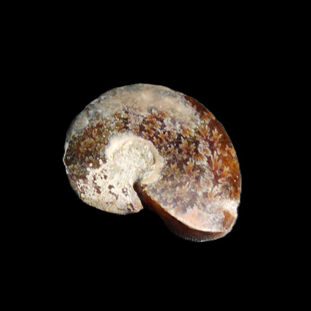 Jurassic Iridescent Ammonite from Madagascar 17-21mm 3/4g in sunlight - Rocks and Things Store