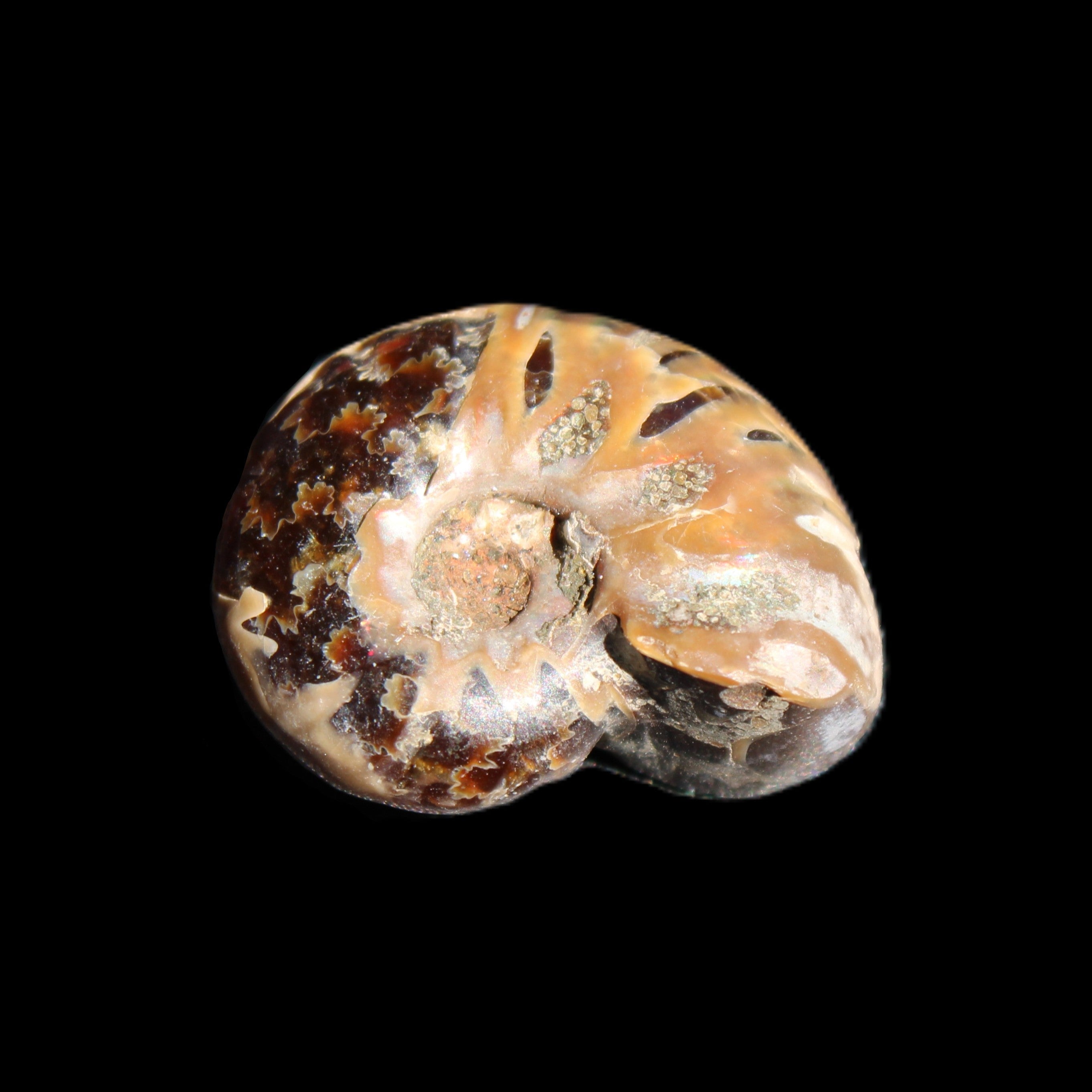 Jurassic Iridescent Ammonite from Madagascar 17-21mm 3/4g in sunlight - Rocks and Things Store