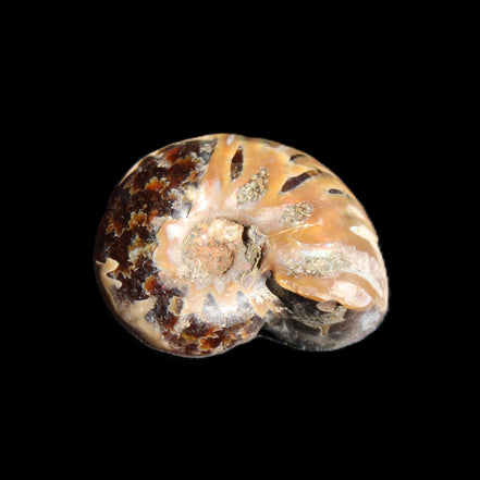 Jurassic Iridescent Ammonite from Madagascar 17-21mm 3/4g in sunlight - Rocks and Things Store