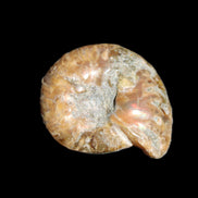 Jurassic Iridescent Ammonite from Madagascar 17-21mm 3/4g in sunlight - Rocks and Things Store