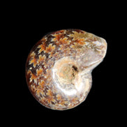 Jurassic Iridescent Ammonite from Madagascar 17-21mm 3/4g in sunlight - Rocks and Things Store