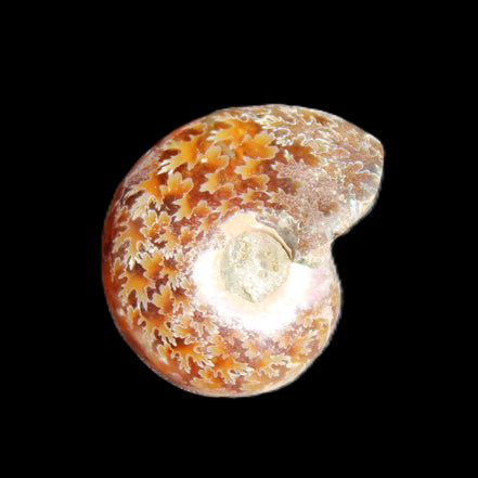Jurassic Iridescent Ammonite from Madagascar 17-21mm 3/4g in sunlight - Rocks and Things Store