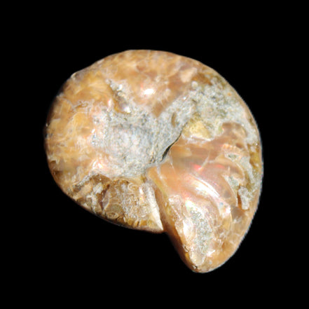 Jurassic Iridescent Ammonite from Madagascar 17-21mm 3/4g in sunlight - Rocks and Things Store