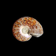 Jurassic Iridescent Ammonite from Madagascar 17-21mm 3/4g in sunlight - Rocks and Things Store
