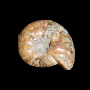 Jurassic Iridescent Ammonite from Madagascar 17-21mm 3/4g in sunlight - Rocks and Things Store