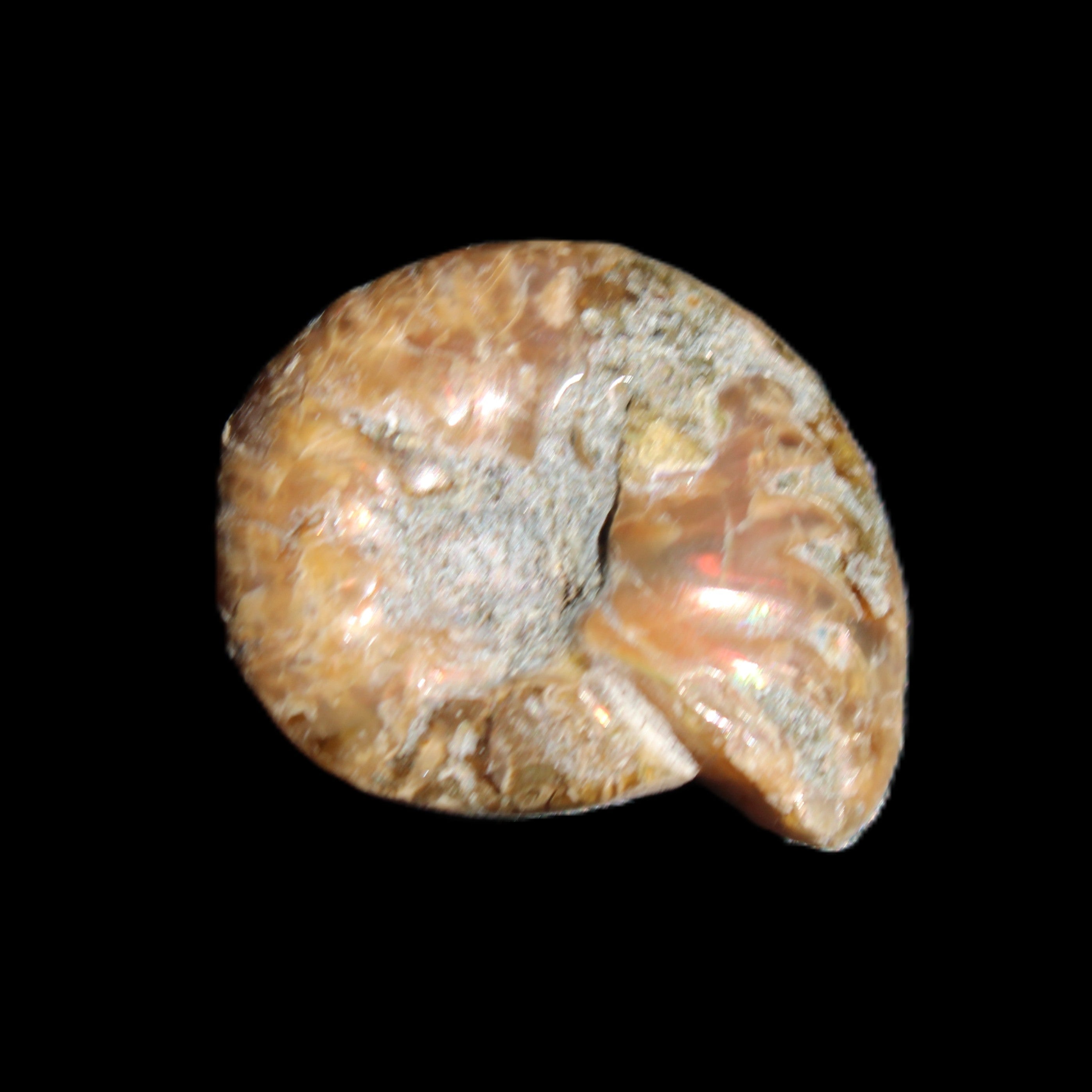 Jurassic Iridescent Ammonite from Madagascar 17-21mm 3/4g in sunlight - Rocks and Things Store
