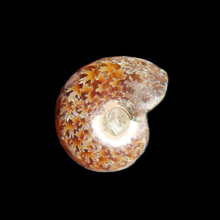 Jurassic Iridescent Ammonite from Madagascar 17-21mm 3/4g in sunlight - Rocks and Things Store