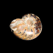Jurassic Iridescent Ammonite from Madagascar 17-21mm 3/4g in sunlight - Rocks and Things Store