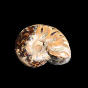 Jurassic Iridescent Ammonite from Madagascar 17-21mm 3/4g in sunlight - Rocks and Things Store