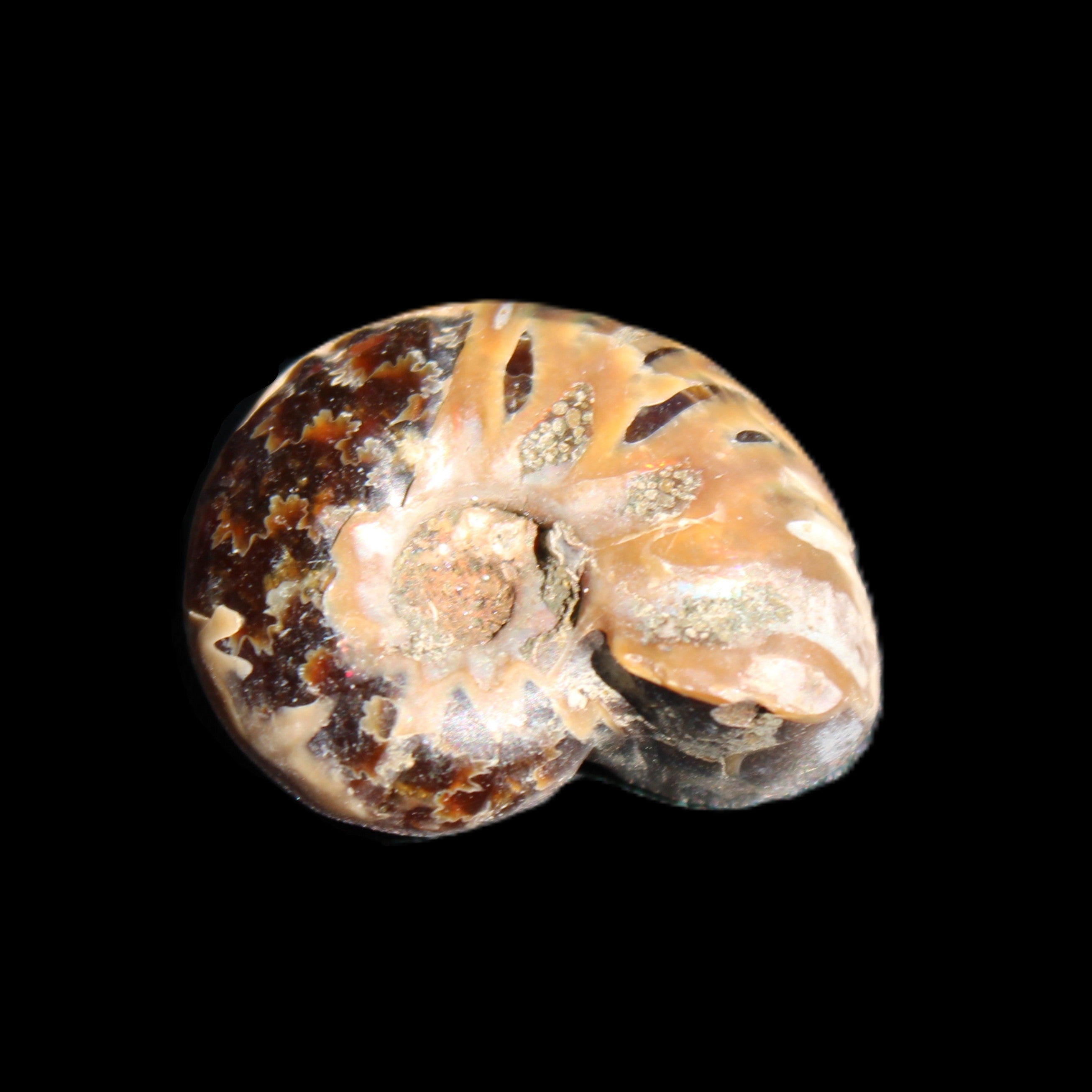 Jurassic Iridescent Ammonite from Madagascar 17-21mm 3/4g in sunlight - Rocks and Things Store