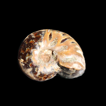 Jurassic Iridescent Ammonite from Madagascar 17-21mm 3/4g in sunlight - Rocks and Things Store