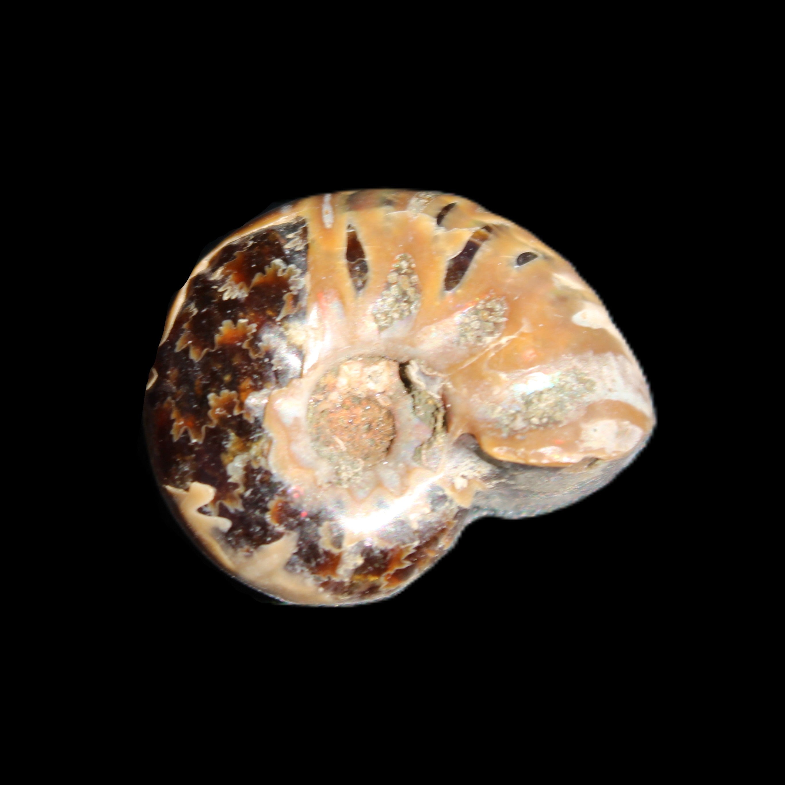 Jurassic Iridescent Ammonite from Madagascar 17-21mm 3/4g in sunlight - Rocks and Things Store