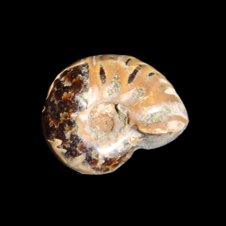 Jurassic Iridescent Ammonite from Madagascar 17-21mm 3/4g in sunlight - Rocks and Things Store