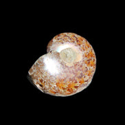 Jurassic Iridescent Ammonite from Madagascar 17-21mm 3/4g in sunlight - Rocks and Things Store