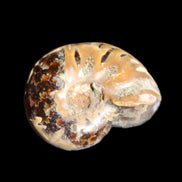 Jurassic Iridescent Ammonite from Madagascar 17-21mm 3/4g in sunlight - Rocks and Things Store