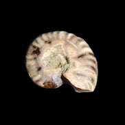 Jurassic Iridescent Ammonite from Madagascar 17-21mm 3/4g in sunlight - Rocks and Things Store
