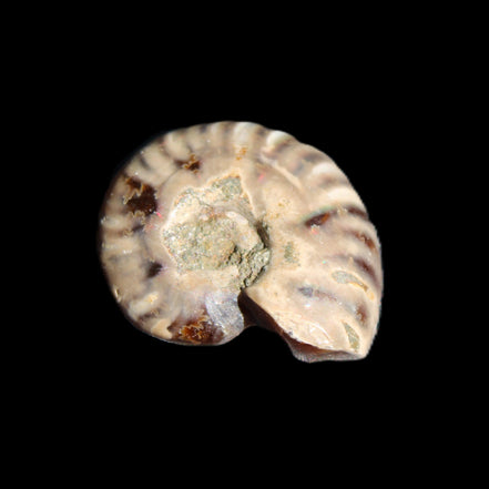 Jurassic Iridescent Ammonite from Madagascar 17-21mm 3/4g in sunlight - Rocks and Things Store