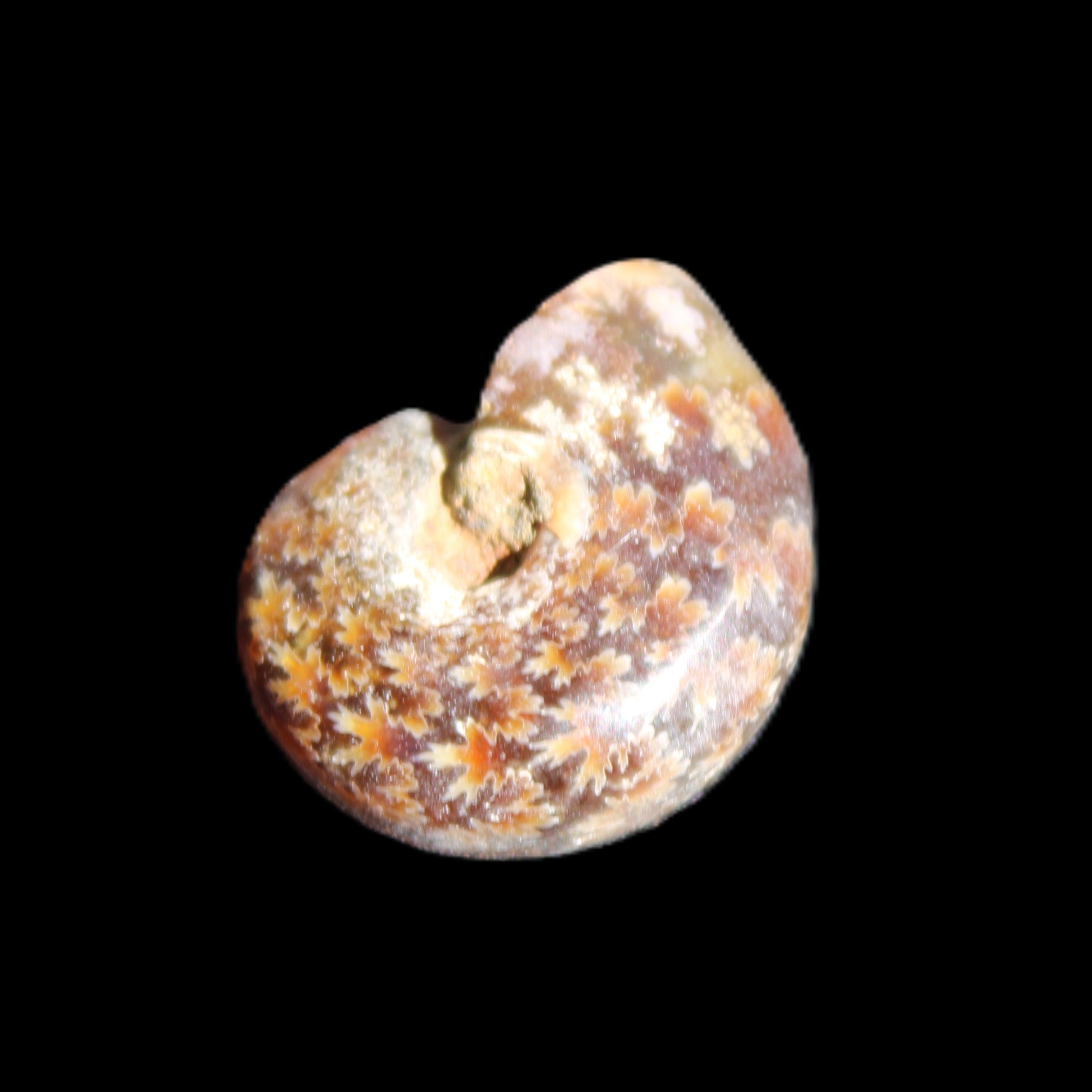 Jurassic Iridescent Ammonite from Madagascar 17-21mm 3/4g in sunlight - Rocks and Things Store