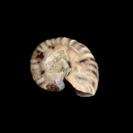 Jurassic Iridescent Ammonite from Madagascar 17-21mm 3/4g in sunlight - Rocks and Things Store