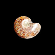 Jurassic Iridescent Ammonite from Madagascar 17-21mm 3/4g in sunlight - Rocks and Things Store