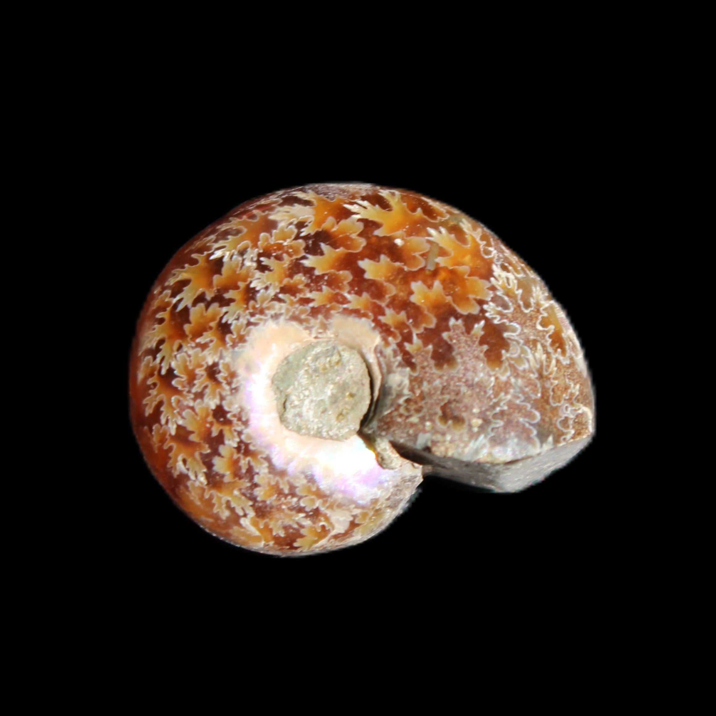 Jurassic Iridescent Ammonite from Madagascar 17-21mm 3/4g in sunlight - Rocks and Things Store