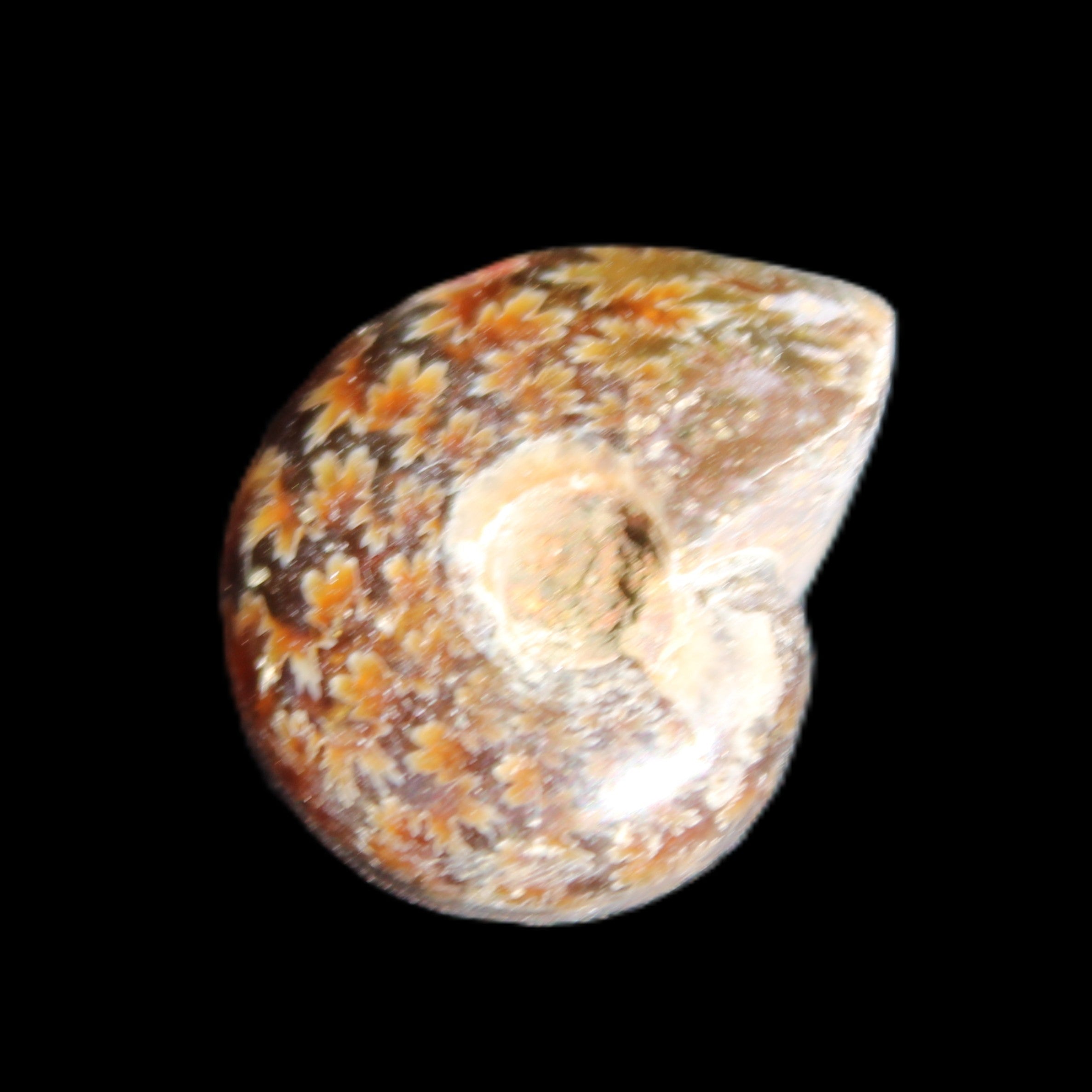 Jurassic Iridescent Ammonite from Madagascar 17-21mm 3/4g in sunlight - Rocks and Things Store