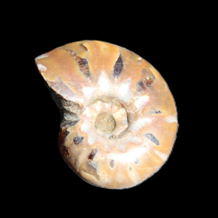 Jurassic Iridescent Ammonite from Madagascar 17-21mm 3/4g in sunlight - Rocks and Things Store
