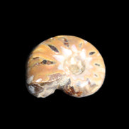 Jurassic Iridescent Ammonite from Madagascar 17-21mm 3/4g in sunlight - Rocks and Things Store