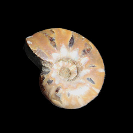 Jurassic Iridescent Ammonite from Madagascar 17-21mm 3/4g in sunlight - Rocks and Things Store