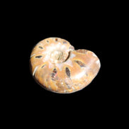 Jurassic Iridescent Ammonite from Madagascar 17-21mm 3/4g in sunlight - Rocks and Things Store