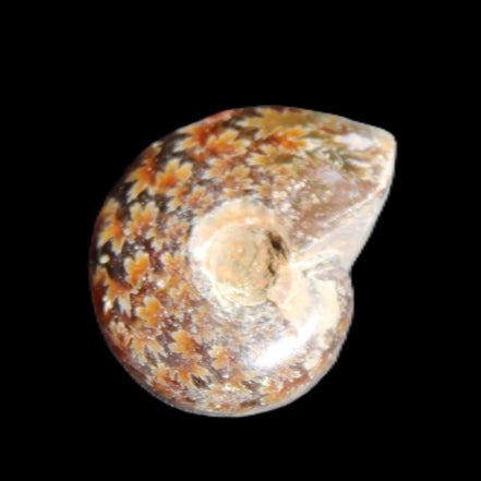 Jurassic Iridescent Ammonite from Madagascar 17-21mm 3/4g in sunlight - Rocks and Things Store