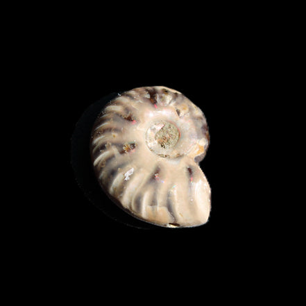 Jurassic Iridescent Ammonite from Madagascar 17-21mm 3/4g in sunlight - Rocks and Things Store