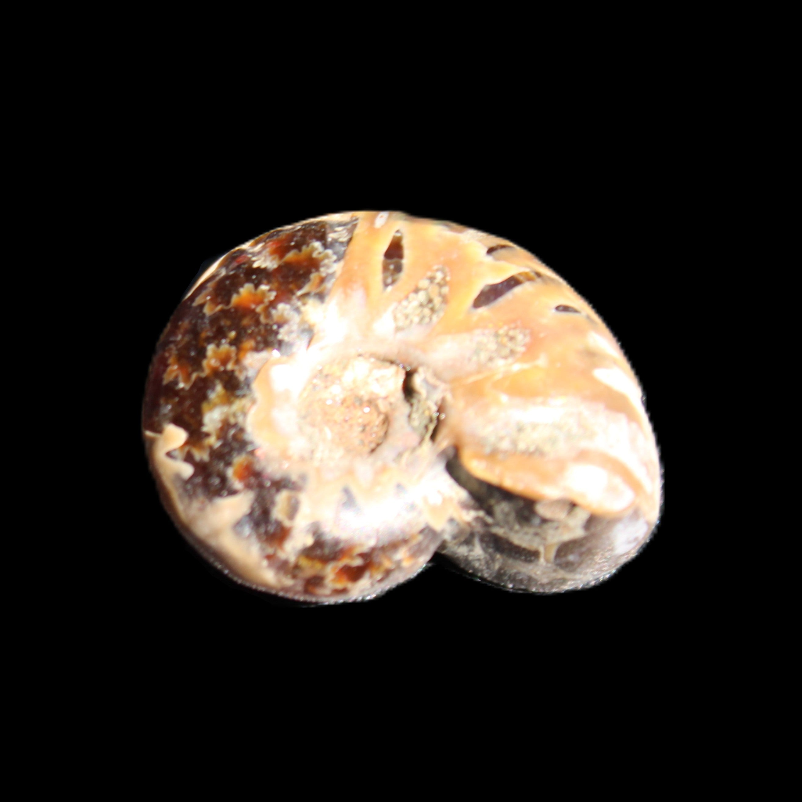 Jurassic Iridescent Ammonite from Madagascar 17-21mm 3/4g in sunlight - Rocks and Things Store
