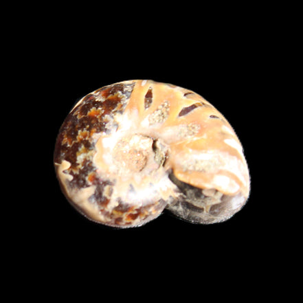 Jurassic Iridescent Ammonite from Madagascar 17-21mm 3/4g in sunlight - Rocks and Things Store
