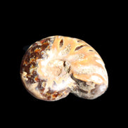Jurassic Iridescent Ammonite from Madagascar 17-21mm 3/4g in sunlight - Rocks and Things Store