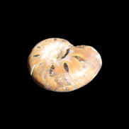 Jurassic Iridescent Ammonite from Madagascar 17-21mm 3/4g in sunlight - Rocks and Things Store