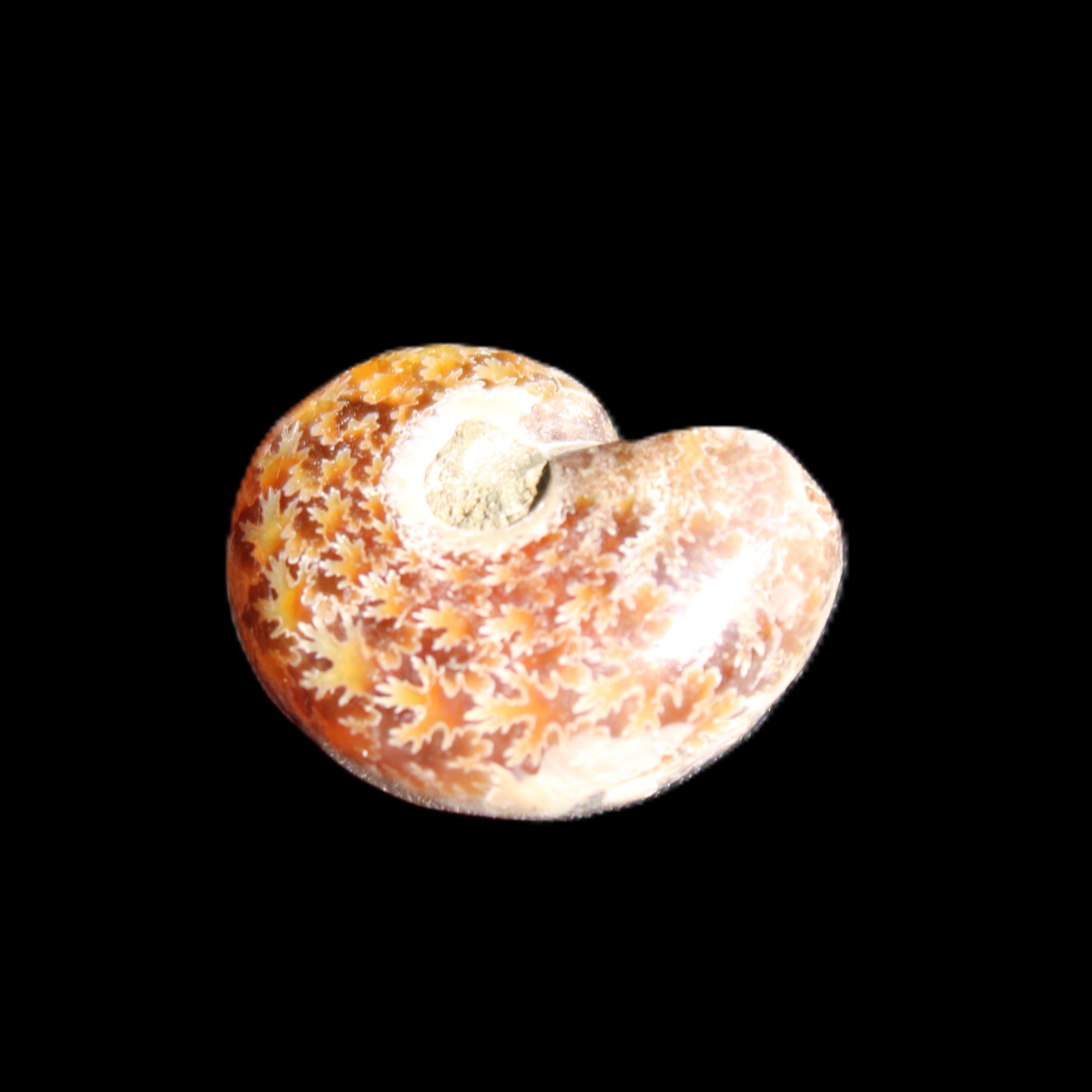Jurassic Iridescent Ammonite from Madagascar 17-21mm 3/4g in sunlight - Rocks and Things Store