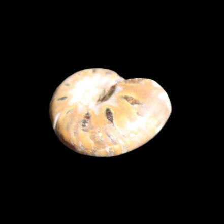 Jurassic Iridescent Ammonite from Madagascar 17-21mm 3/4g in sunlight - Rocks and Things Store