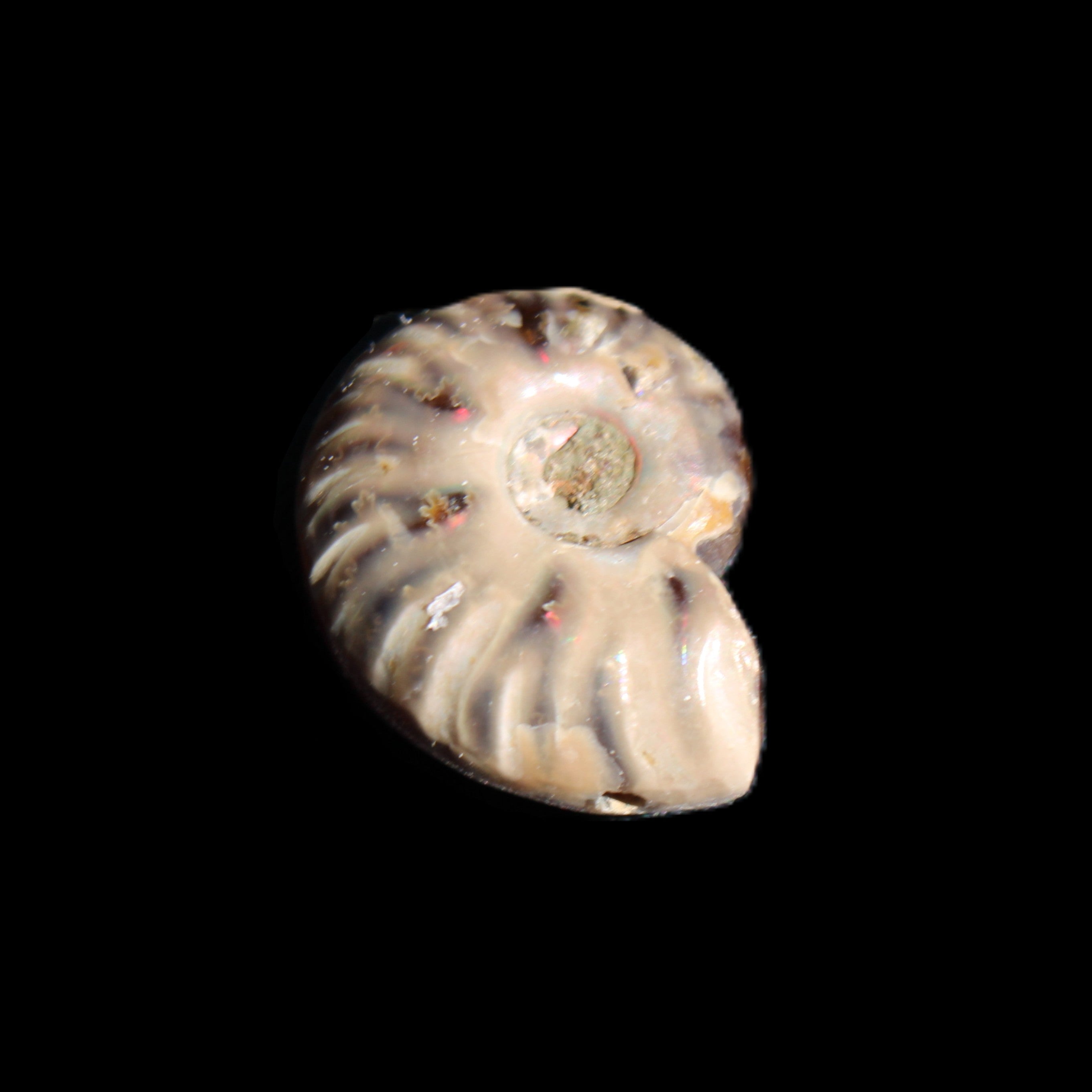 Jurassic Iridescent Ammonite from Madagascar 17-21mm 3/4g in sunlight - Rocks and Things Store