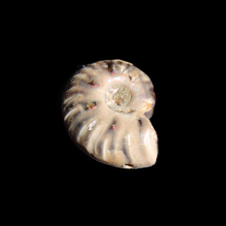 Jurassic Iridescent Ammonite from Madagascar 17-21mm 3/4g in sunlight - Rocks and Things Store