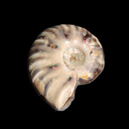 Jurassic Iridescent Ammonite from Madagascar 17-21mm 3/4g in sunlight - Rocks and Things Store