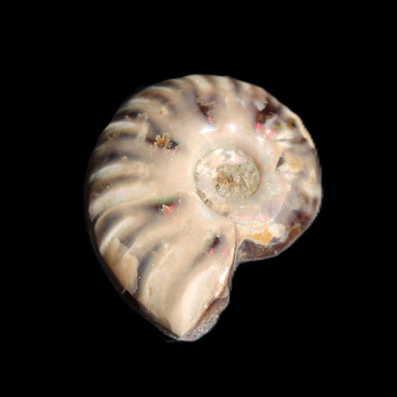 Jurassic Iridescent Ammonite from Madagascar 17-21mm 3/4g in sunlight - Rocks and Things Store