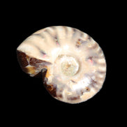 Jurassic Iridescent Ammonite from Madagascar 17-21mm 3/4g in sunlight - Rocks and Things Store