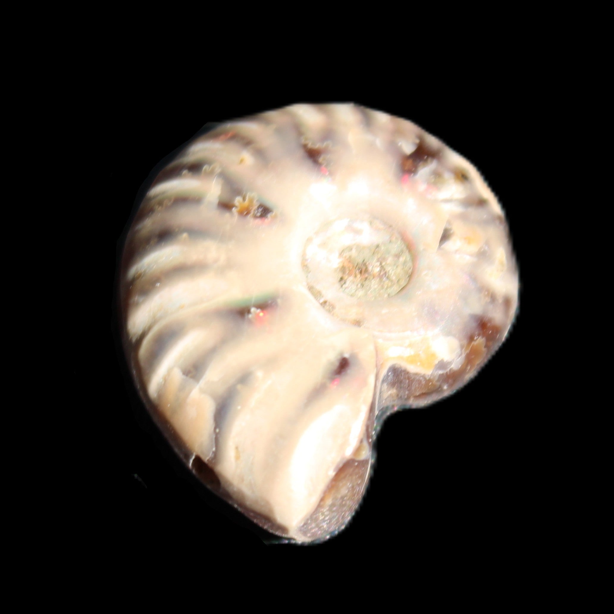 Jurassic Iridescent Ammonite from Madagascar 17-21mm 3/4g in sunlight - Rocks and Things Store