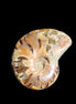 Jurassic Iridescent Ammonite from Madagascar 24mm 6/7g in sunlight - Rocks and Things Store