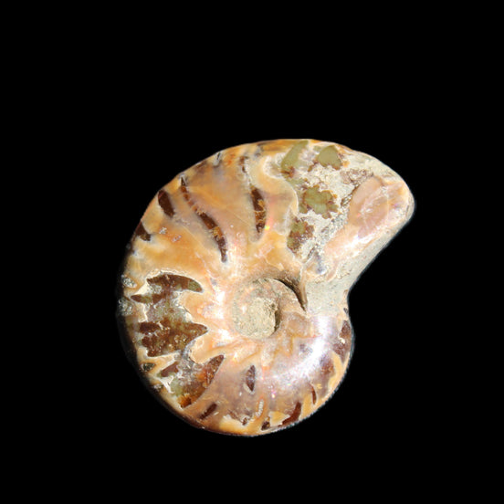 Jurassic Iridescent Ammonite from Madagascar 24mm 6/7g in sunlight - Rocks and Things Store