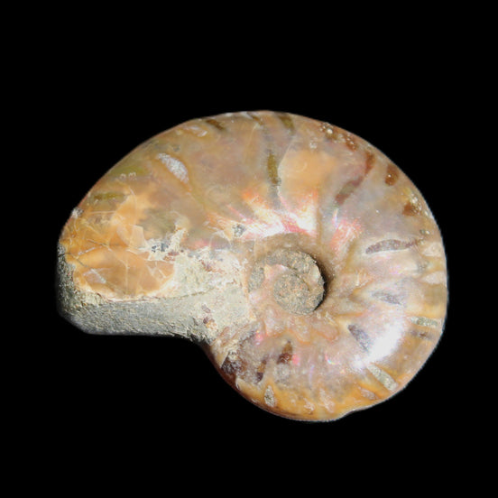 Jurassic Iridescent Ammonite from Madagascar 24mm 6/7g in sunlight - Rocks and Things Store